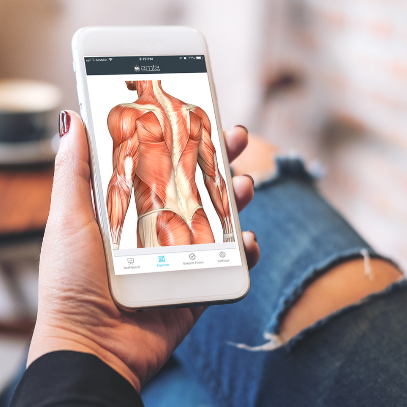person using anatomy study app on their smartphone