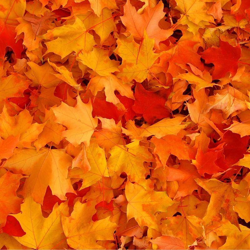 pile of yellow, orange, and red fallen leaves